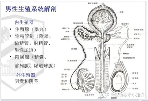 祖先神明桌 男性生殖系統